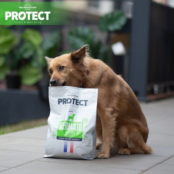 PROTECT CHIEN DERMATO (ДЕРМАТО) Лікувальний корм при захворюваннях шкіри, гіпоалергенний 12 кг 200240 фото