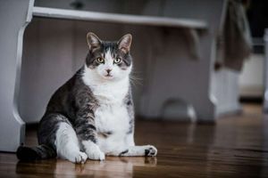 Як допомогти коту схуднути? фото